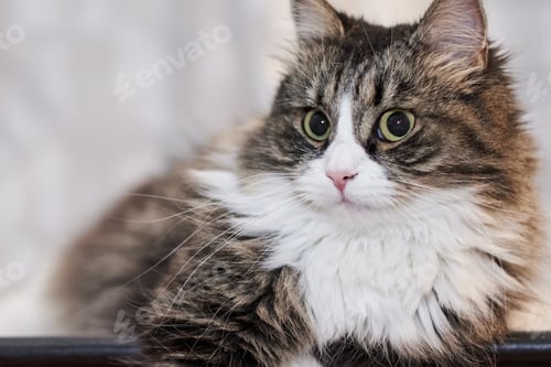 Preview: Young cute domestic cat at home, closeup