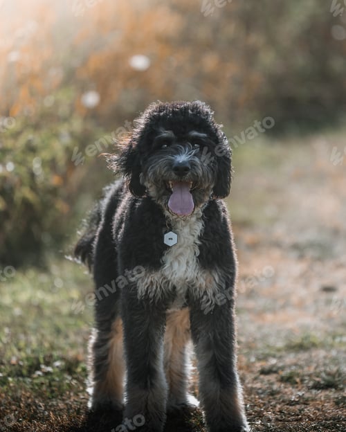 Visualização: Seletivo de black terrier em um parque sob a luz do sol