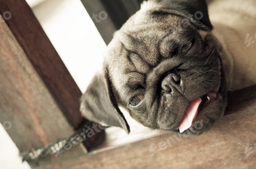 Preview: An adorable cute pug puppy