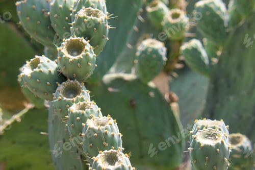 Preview: Cactus with fruit of Mexican xoconostles