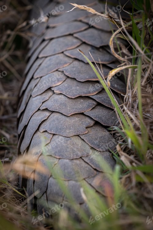 Preview: A close- up of a pangolin's tail.