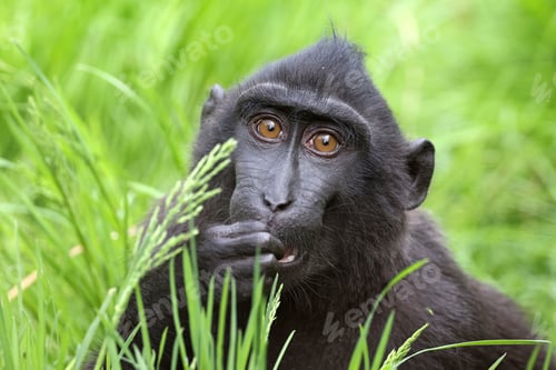 Preview: The Celebes crested macaque (Macaca nigra)