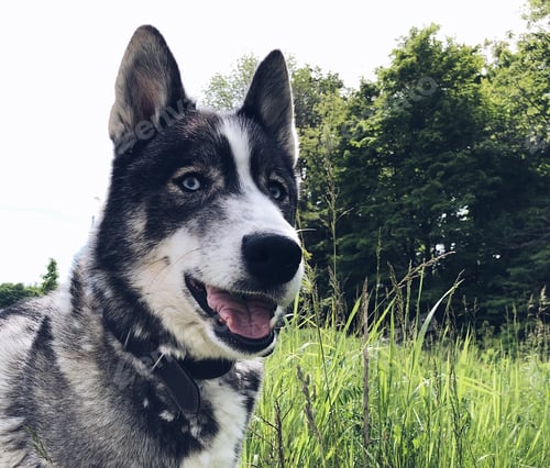 Preview: A portrait of a husky dog with an open mouth standing in tall grass surrounded by summer nature