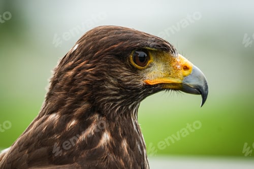 Preview: Harris hawk close up with nature background, Harris hawk for background and wallpaper.