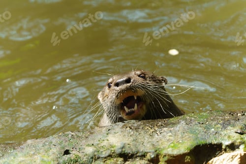 Preview: Portrait of a Giant otter animal swimming in the pond water