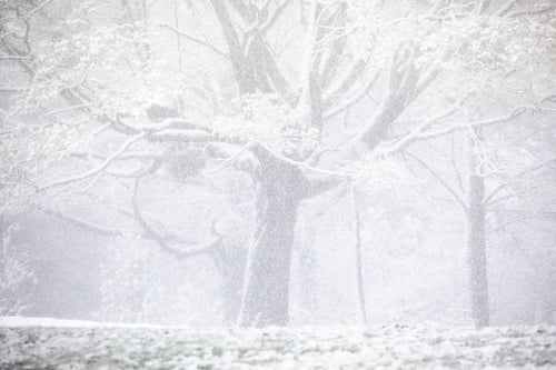 Preview: Heavy snow fall during spring with blossoming trees