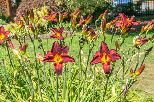 Preview: Red Daylily Flowers Bllom In Seatac, Washington.