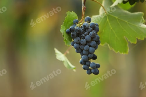 Preview: Bunch of fresh ripe juicy grapes against blurred background