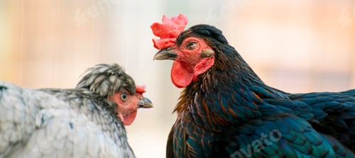 Preview: close up photo of domestic cock or chicken in the zoo, livestock birds