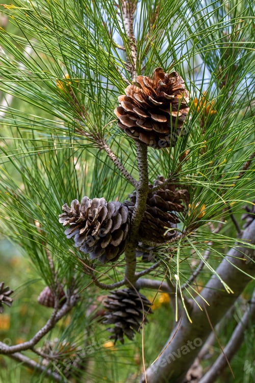 Preview: Pine tree and pine cone