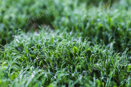 Preview: Sprouts of peas vegetable, microgreen.