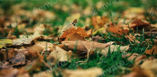 Preview: Maple leaves closeup fallen on the ground at autumn