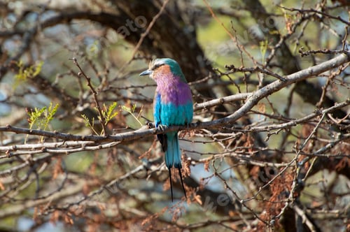 Preview: Lilac-breasted roller, a colorful bird native to Africa, perched on a branch.