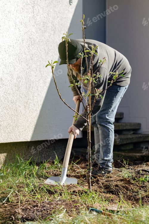 Preview: The man is planting an apple seedling near his house, selective focus