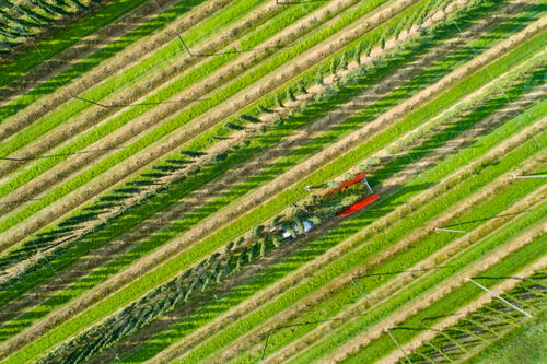 Preview: Germany, hop picking, aerial view