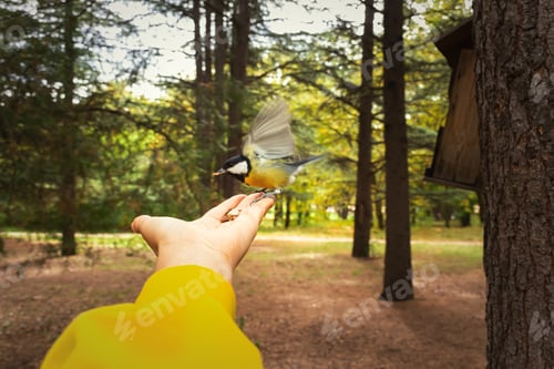 Preview: Tit hand autumn park.