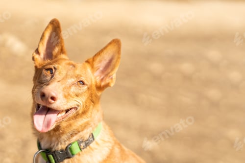 Preview: Photo with copy space of a podengo dog with an expression of attention in a park