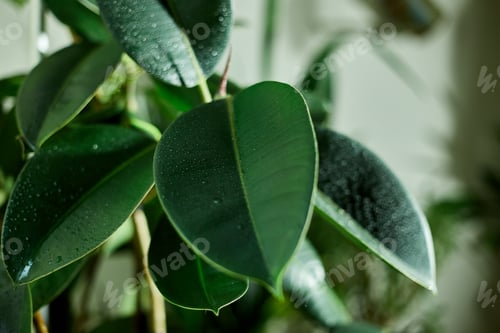 Preview: Close up Home plant Rubber Plant or Ficus Elastica wit water drop