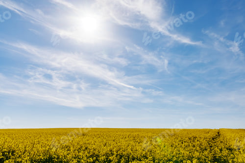 Preview: Meadows with a plant in a valley with fields against the background of the daytime sky in Bulgaria