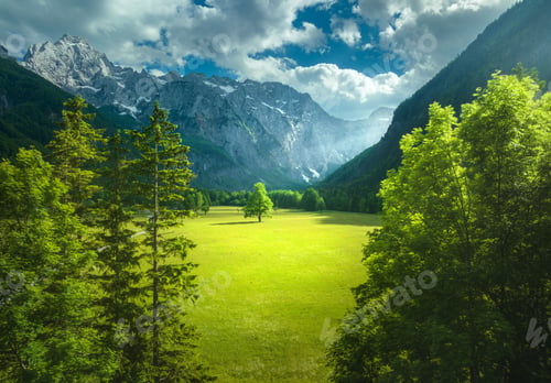 Preview: Aerial view of tree in green alpine meadows in mountains