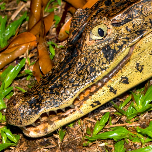 Preview: Spectacled Caiman, Tropical Rainforest, Costa Rica