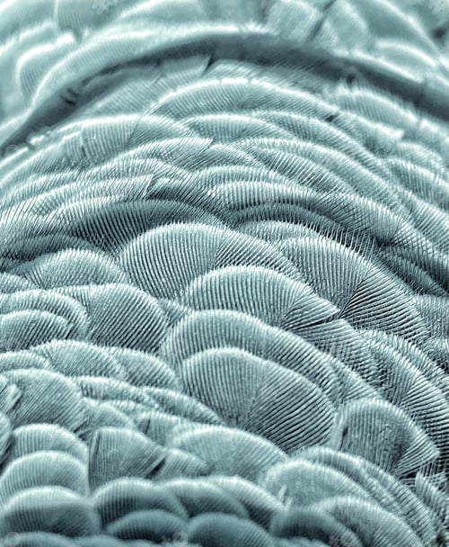 Preview: African Gray Parrot Feathers Closeup