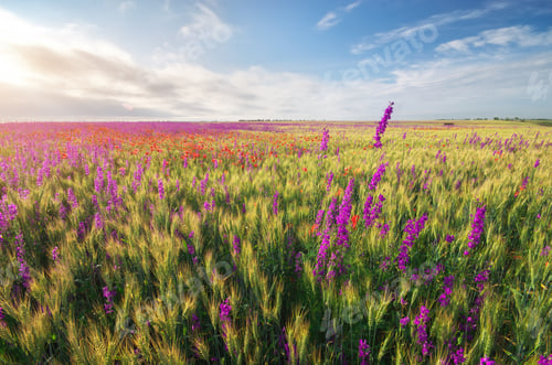 Preview: Spring violet flowers in wheat meadow.