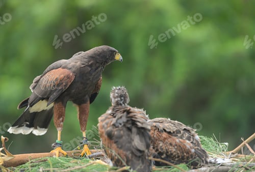 Preview: In the hawk's nest, Harris hawk interacting with their young