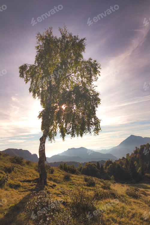 Preview: Silhouette of a birch plant in alpine landscape