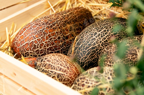 Preview: harvest of melons in a wooden box in the garden