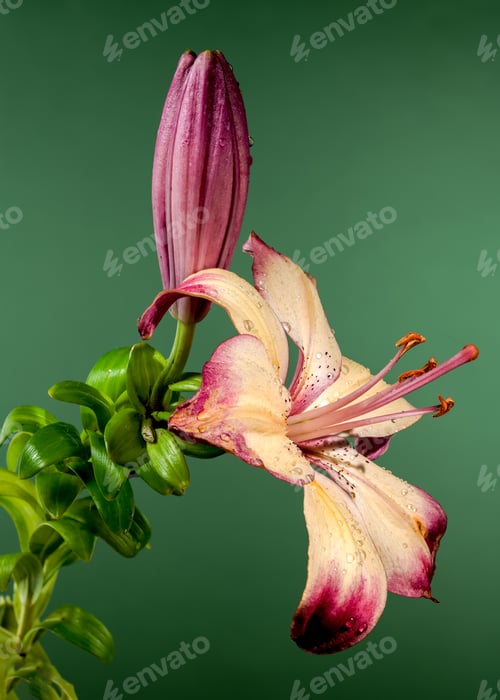 Preview: Blooming orange lollypop lily on a green background