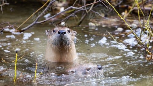 Preview: Otter swimming in a river. Grand Teton National Park
