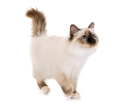 Preview: birman kitten in studio