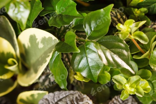 Vista previa: Nature Background