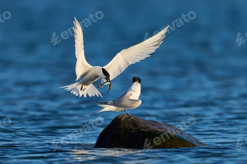 Preview: Sandwich tern (Thalasseus sandvicensis)