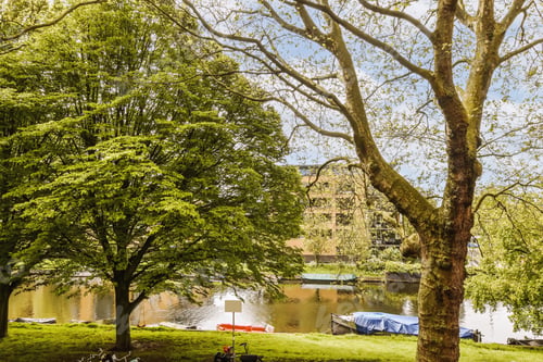 Preview: a park with a body of water and trees
