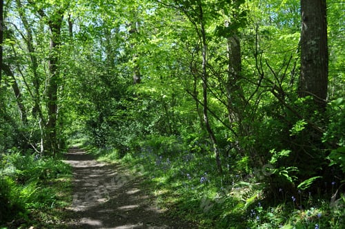 Preview: Path through bluebell woods in early summer, Dorset, England