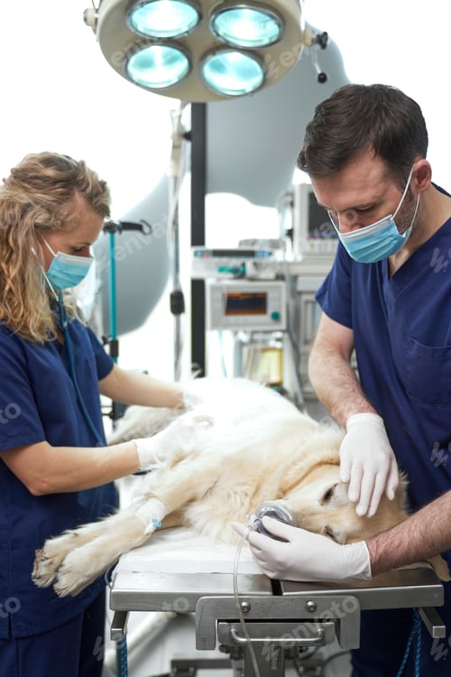 Preview: Male and female doctors anaesthetising the dog on the table