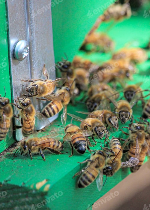 Preview: bees - close up of a family of bees outside the hive