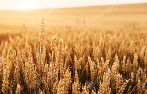 Preview: growing wheat on the agricultural field at sunny daytime. Beautiful landscape and background