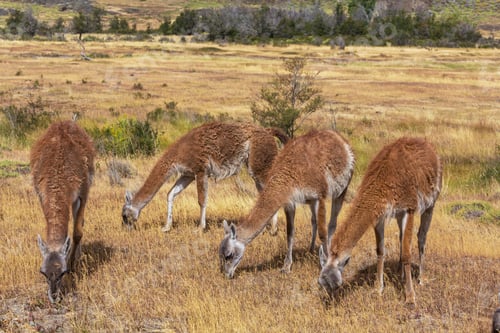Guanacos Grazing in a Rural Field