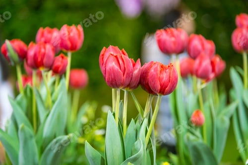 Preview: The beautiful colorful verity Winter flowers in garden of winter flower show festival.