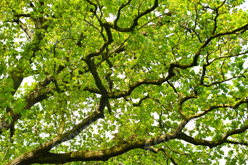 Preview: oak branches with green leaves on white isolated background