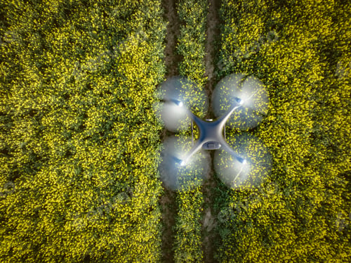 Preview: Drone Surveying Oilseed Crops to Help Farming Data
