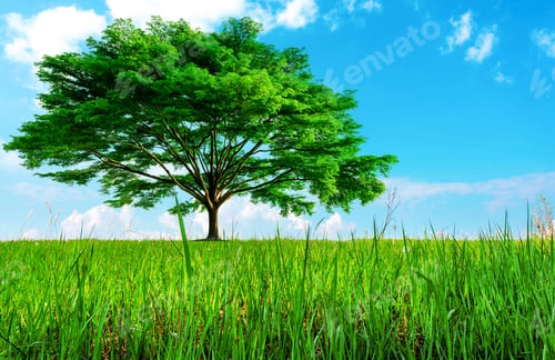 Preview: Big green tree with beautiful branches and grass field. Lawn in garden with blue sky and clouds