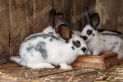 Preview: Spotted baby rabbit eating from food tray