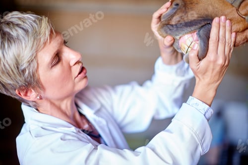 Preview: Veterinarian examining teeth of a horse in stable