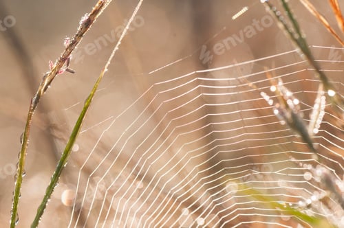 Preview: Beautiful pattern of spider's web with dewdrops on green background, Nature background