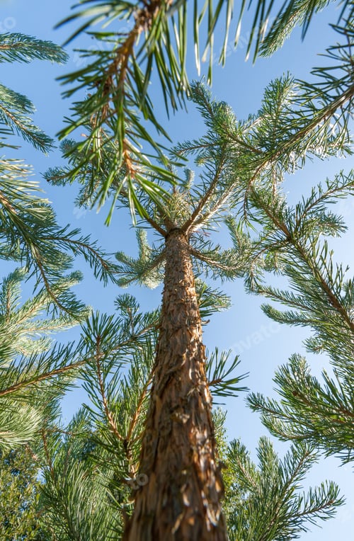 Preview: pine trees climbing into a blue sky