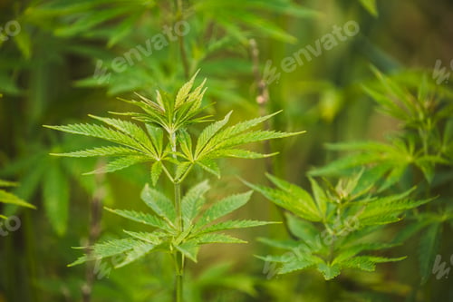 Preview: Legal Green Marijuana Cannabis Leaves Growing At Farm In Summer Day, Beautiful Cannabis Background
